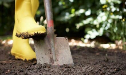 Digging for (Professional) Goals