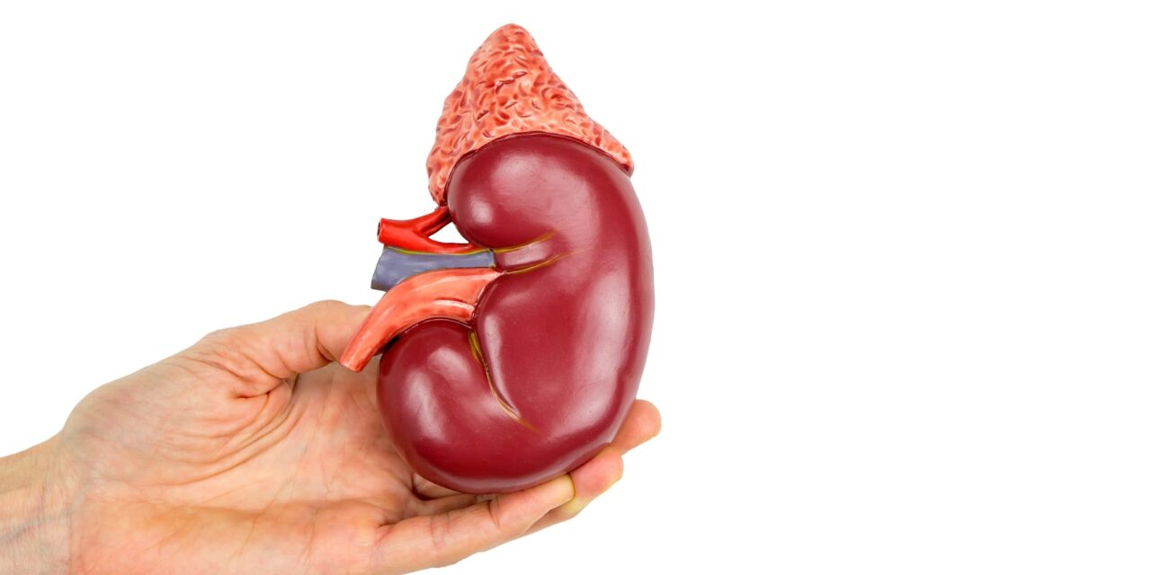 National Kidney Registry Rolls Out New Organ Transport Container Nationwide