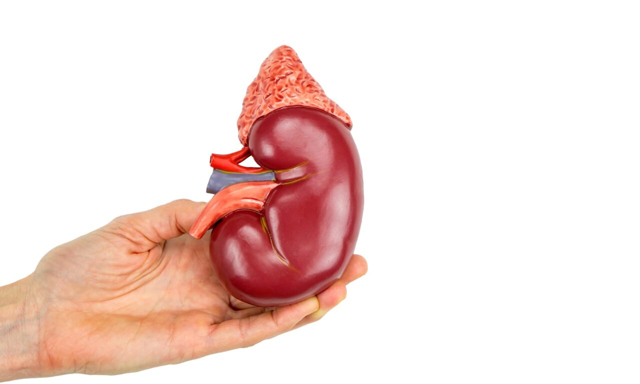 National Kidney Registry Rolls Out New Organ Transport Container Nationwide