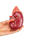 National Kidney Registry Rolls Out New Organ Transport Container Nationwide